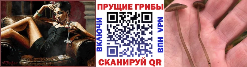 Галлюциногенные грибы Psilocybe Ясный
